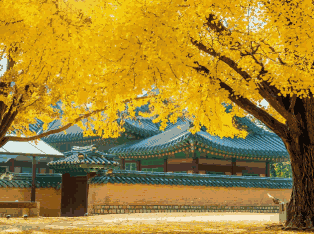 韩国外贸数据,外贸数据,Topay 钱包(中国)外贸数据